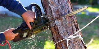 Best Tree Trimming and Pruning  in Clute, TX