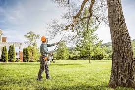 How Our Tree Care Process Works  in  Clute, TX