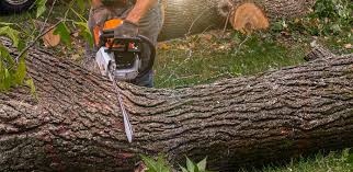 Best Lawn Maintenance Plans  in Clute, TX