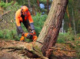 Best Lawn Renovation and Restoration  in Clute, TX