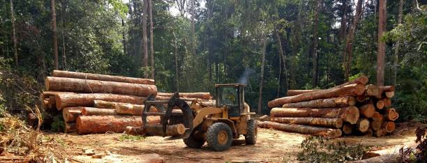 Best Tree Removal  in Clute, TX