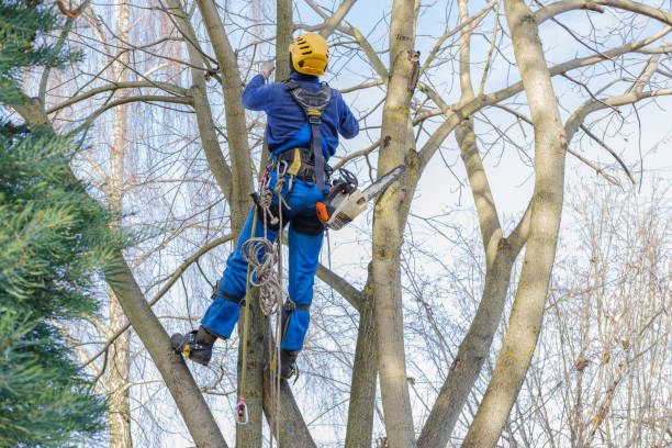 Best Tree Disease Treatment  in Clute, TX