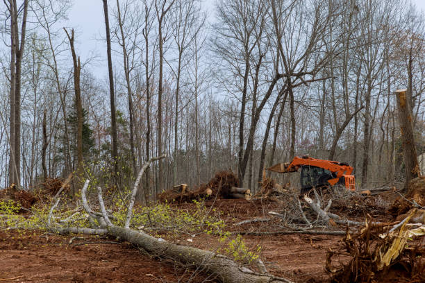 Best Arborist Consultation Services  in Clute, TX