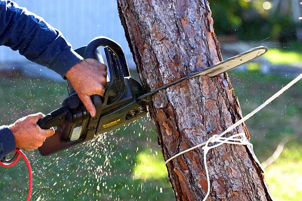 Best Aeration Services  in Clute, TX