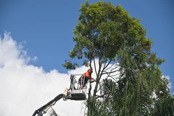 Clute, TX Tree Care Company
