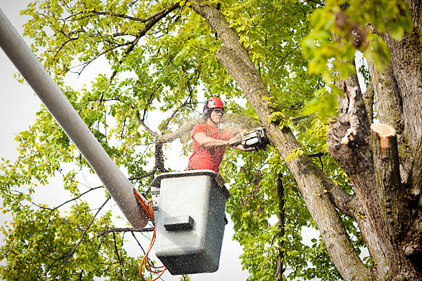 Best Tree Trimming and Pruning  in Clute, TX