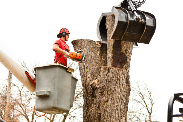 Best Tree Maintenance Programs  in Clute, TX