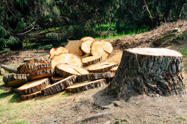 Best Seasonal Cleanup (Spring/Fall)  in Clute, TX